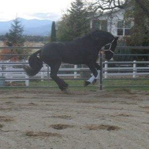 Meet your Posher, Susie